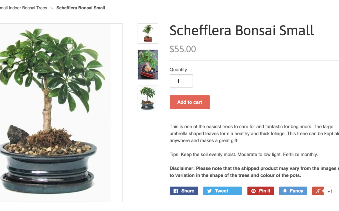 Schefflera Bonsai Small - Screenshot of the product and product description