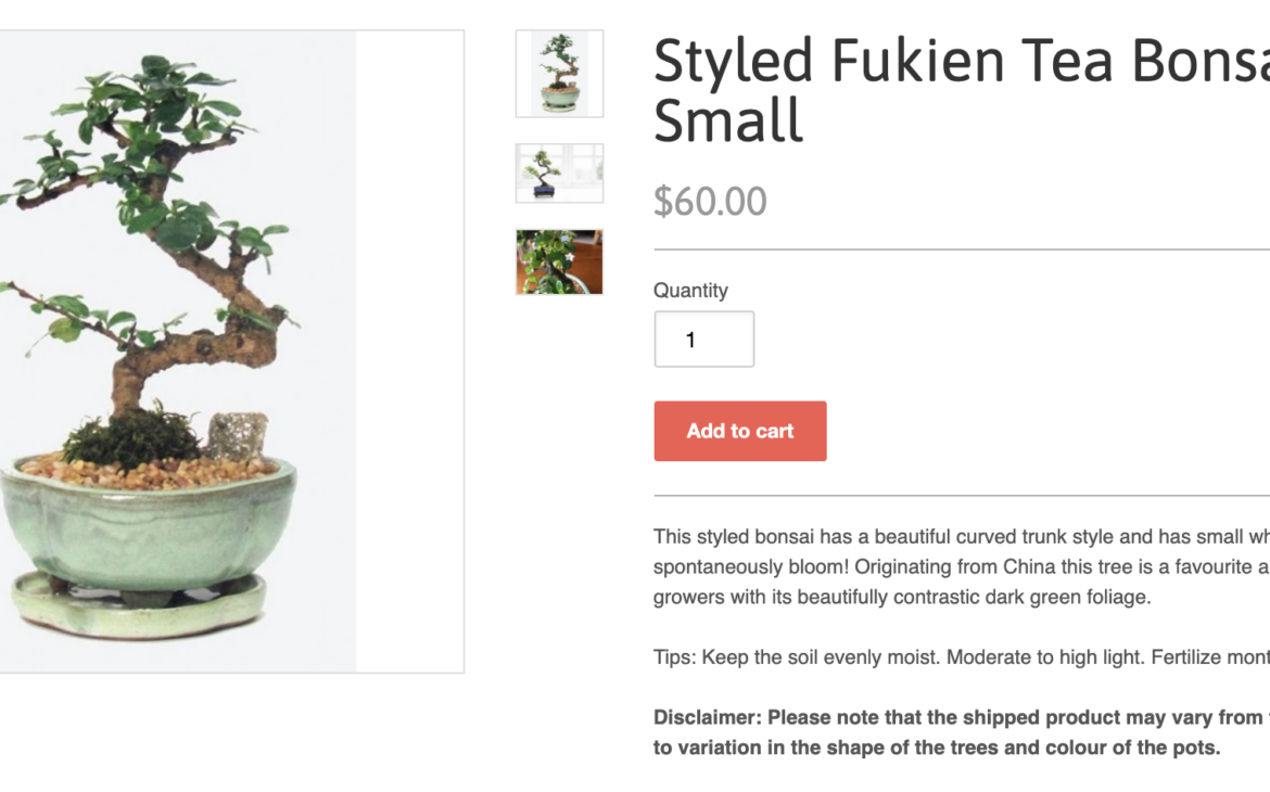 Styled Fukien Tea Bonsai Small - Screenshot of the product and product description